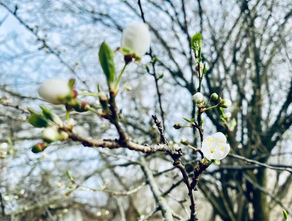 Beautiful Botanical Shot Natural Wallpaper Cherry Plum Blossom — Stock Photo, Image