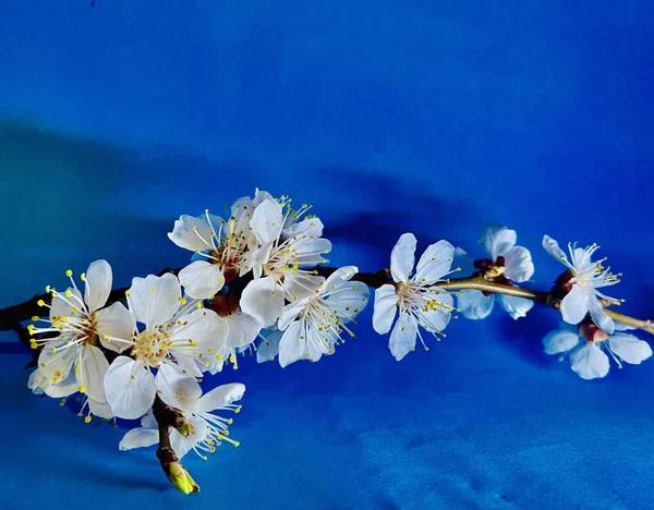 Apricot Blossom Blue Background — Stock Photo, Image