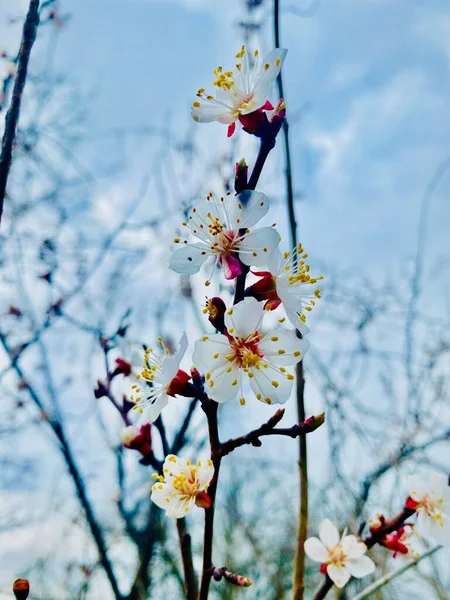 Beautiful Apricot Blossom Garden — Stock Photo, Image
