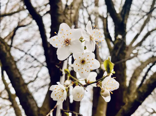 White Cherry Plum Blossom Tree Branch — Stock Photo, Image