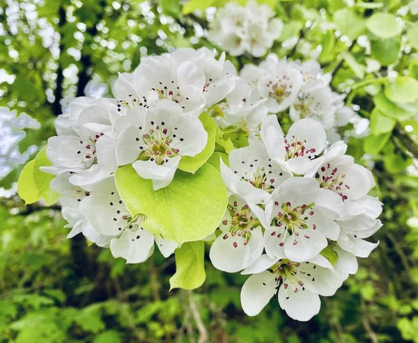 White Flowers Pear Tree Spring — Stock Photo, Image