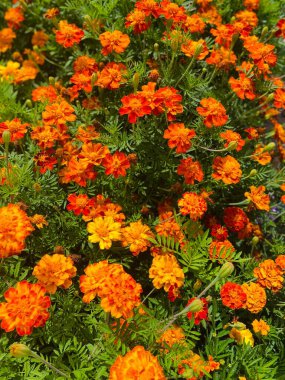 Bahçedeki kadife çiçekleri