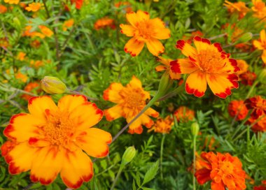 Bahçedeki kadife çiçekleri