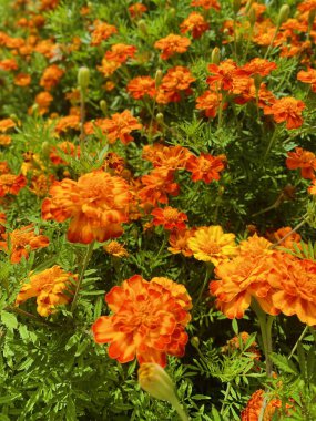 Bahçedeki kadife çiçekleri