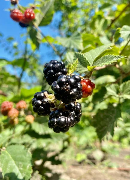 Ripe Blackberries Branch — Stock Photo, Image