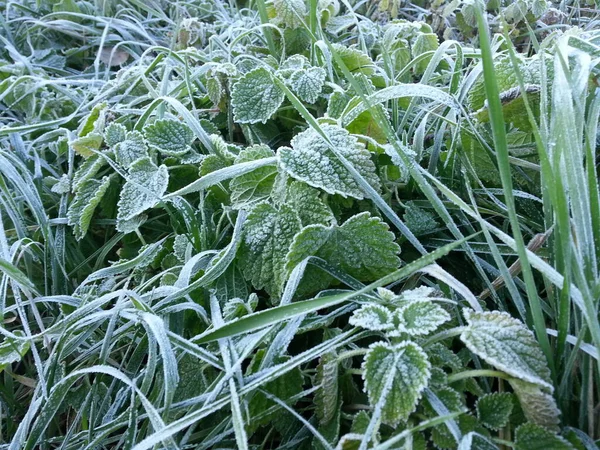 Gras Unter Dem Morgenfrost — Stockfoto