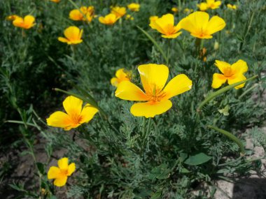 Yazın sarı kır çiçekleri