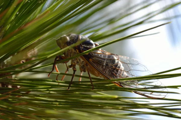 Cicada Summer Tree — Stock Photo, Image