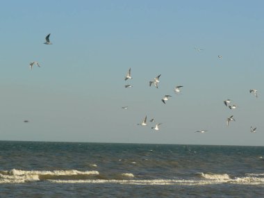 Martılar dalgalar deniz üzerinde