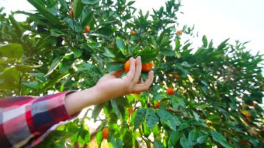 Bir çiftçi taze turunçgiller topluyor. Mandalina güneşi parlıyor ve yağmur damlaları dökülüyor.
