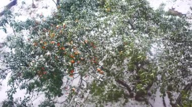 Hava anormalliği Soğuk hava meyve ağaçları