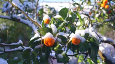 a snow on citrus trees tangerine branches in the snow