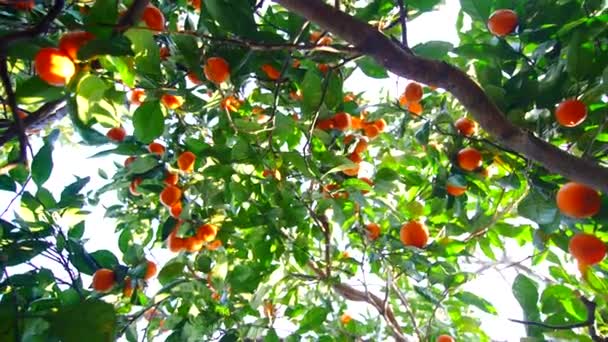Fruit Tangerine Citrus Tree Shooting Close Sunny Day — Stockvideo