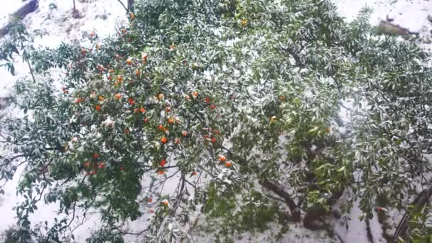 天气反常冷天果树 — 图库视频影像