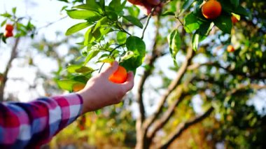 hand of a harvester in a plaid shirt plucks a fresh ripe citrus tangerine sunny weather