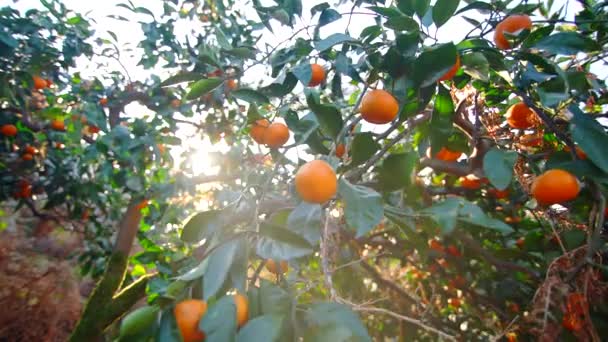Tangerines Branches Plantation Citrus Orchards Sunny Climates — Vídeo de stock