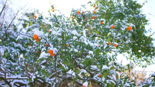 Χιόνι Στα Κλαδιά Μανταρινιών Εσπεριδοειδών Στο Χιόνι — Αρχείο Βίντεο