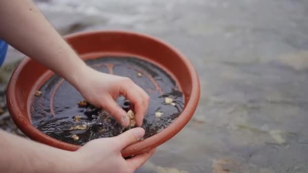 Tvätta Guld Panning Gruvdrift Och Utvinning Floden — Stockvideo