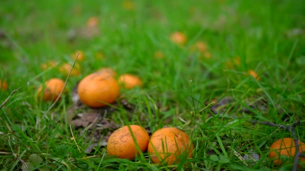 Spadające Dojrzałe Pomarańcze Lub Świeże Cytrusy Trawie — Wideo stockowe