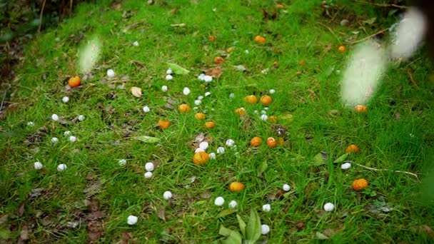 Problem Dåligt Väder Hagel Isstorm Extrem Nederbörd Och Cyklon Eller — Stockvideo