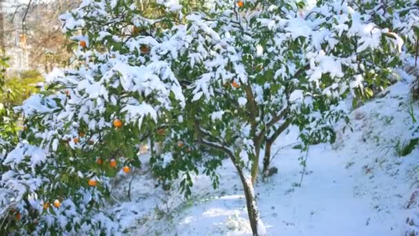異常気象 寒い天候の果物の木 — ストック動画