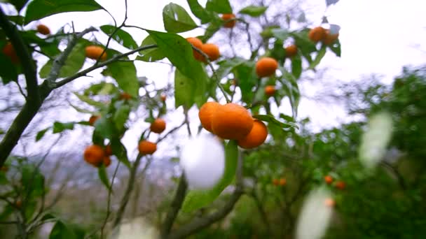 悪天候のサイクロンと雹の嵐はゆっくりとした動きで柑橘類の作物のクローズアップを損傷します — ストック動画