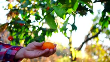 Bir çiftçi taze turunçgiller topluyor. Mandalina güneşi parlıyor ve yağmur damlaları dökülüyor.
