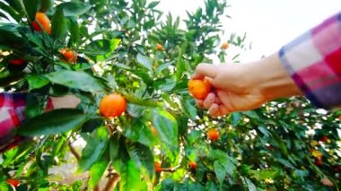Bakış açısına göre çiftçiler taze turunçgiller topluyor. Mandalina güneşi parlıyor ve yağmur damlaları yağıyor.