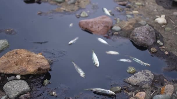 Пошкодження Паливного Бака Екосистеми Проблема Розливу Нафти Забруднення Навколишнього Середовища — стокове відео