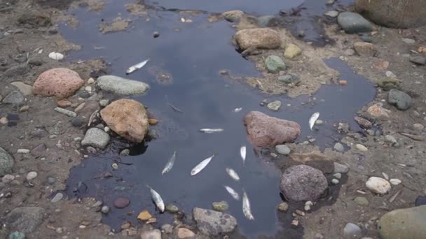 Пошкодження Паливного Бака Екосистеми Проблема Розливу Нафти Забруднення Навколишнього Середовища — стокове відео
