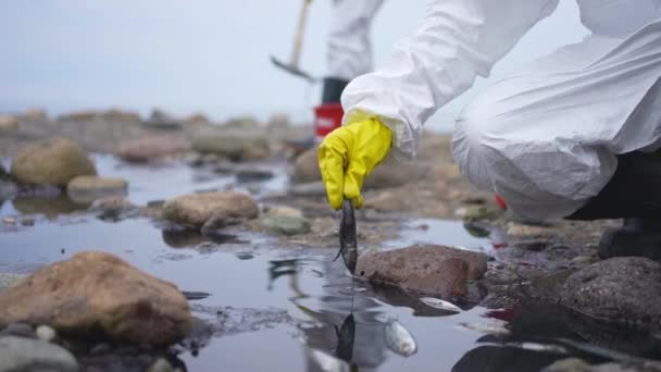 Skador Ekosystemets Oljeutsläpp Och Miljöförstöring Miljökatastrof — Stockvideo