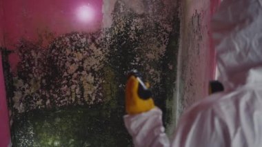 Küf enfeksiyonu sorunu ve evdeki nem oranı yüksek. İşteki haşere kontrol servisi.