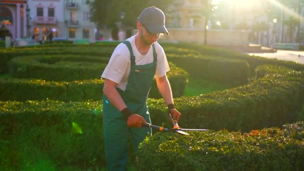 Városi Kertész Kertész Szolgáltatás Munkavállalói Gondozás Kertben — Stock videók