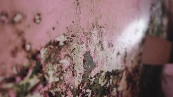 室内霉菌感染及湿度高的问题 工作时的虫害防治服务 — 图库视频影像