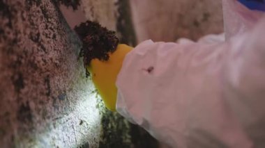 Küf enfeksiyonu sorunu ve evdeki nem oranı yüksek. İşteki haşere kontrol servisi.