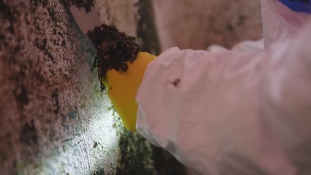 Problém Plísňové Infekce Vysoké Vlhkosti Domě Ochrana Proti Škůdcům Při — Stock video