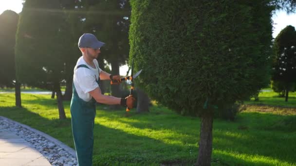 Jardineiro Macho Corta Parque Thuja Árvores Com Tesoura Jardim — Vídeo de Stock