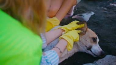 Gönüllü takımı evsiz hayvanlara yardım ediyor, başıboş bir köpeği yakından inceliyorlar.