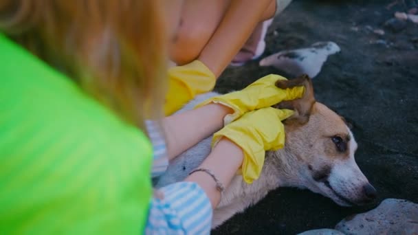 Ομάδα Εθελοντών Βοηθούν Άστεγα Ζώα Επιθεώρηση Αδέσποτου Σκύλου Κοντινό Πλάνο — Αρχείο Βίντεο