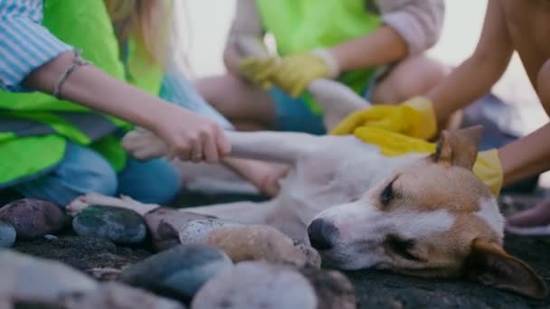 Zespół Wolontariuszy Ratuje Zwierzęta Badania Leczenie Bezpańskiej Opieki Nad Psami — Wideo stockowe