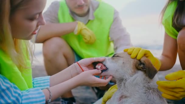 Команда Добровольцев Спасает Животных Инспектирует Лечит Бродячую Собаку Улице Крупным — стоковое видео