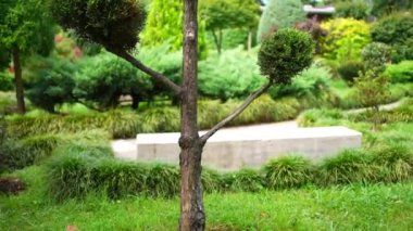 Japon bahçe stili, dekoratif elementler, vücut yok.