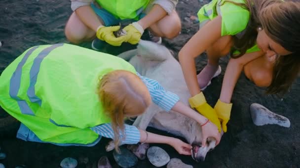 义工救援队 巡查及治疗流浪狗及动物护理 — 图库视频影像