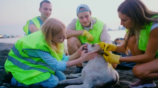 一队义工在街上抢救动物 视察和治疗一只流浪狗 — 图库视频影像