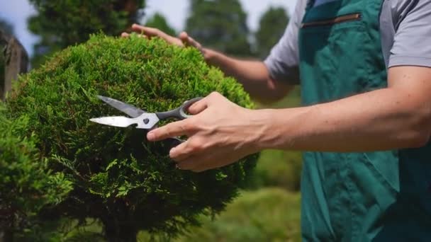 制服を着た男の庭師が 日本の盆栽スタイルで木を切る — ストック動画