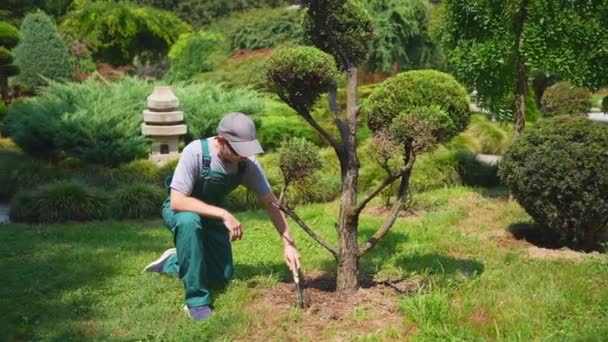 Jardineiro Masculino Uniforme Cuida Uma Árvore Parque Jardim Japonês — Vídeo de Stock