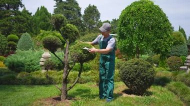 Erkek bahçıvan, Japon usulü bir bonsai ağacıyla ilgileniyor.
