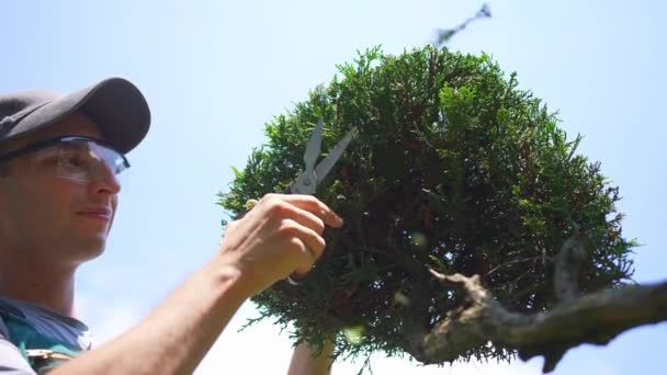 Jardineiro Masculino Cortes Uniformes Uma Pequena Árvore Com Tesoura Estilo — Vídeo de Stock