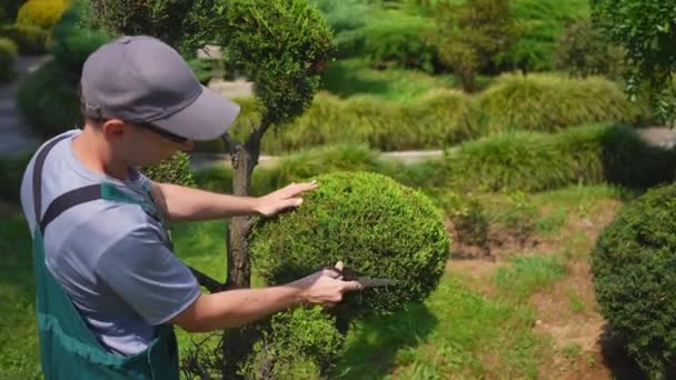 园艺师照顾日本风格的盆景树 — 图库视频影像