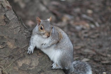 Londra Parklarında Doğu Gri Sincap